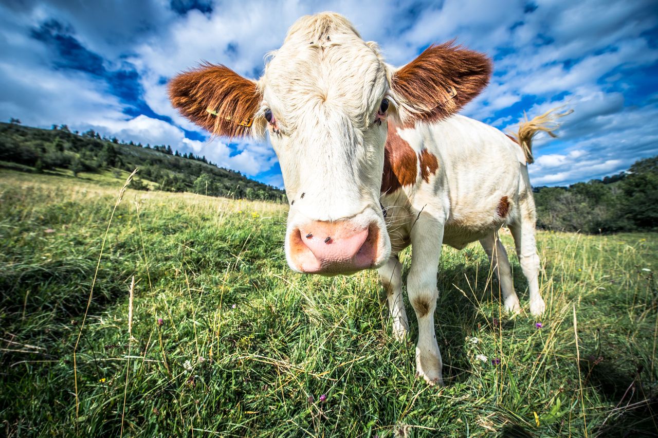 Faune Vache Montbéliarde 0357
